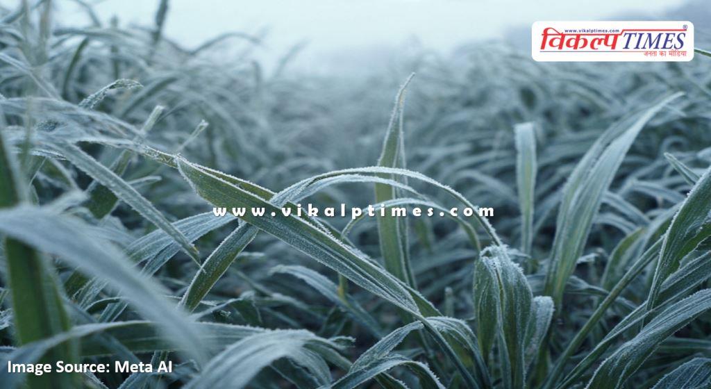 Advisory issued to protect crops from frost and cold wave in sawai madhopur