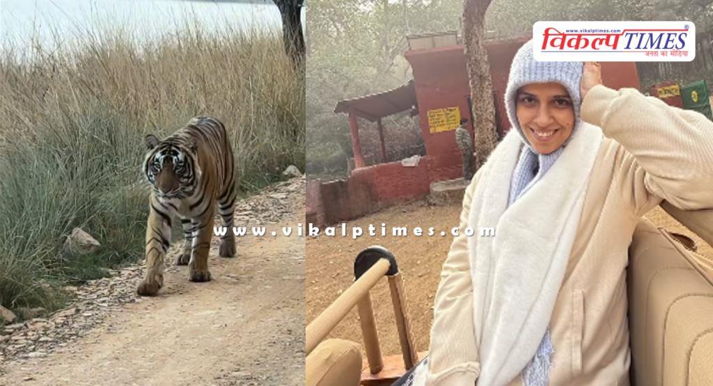 Badminton star Saina Nehwal witnessed the antics of tigers
