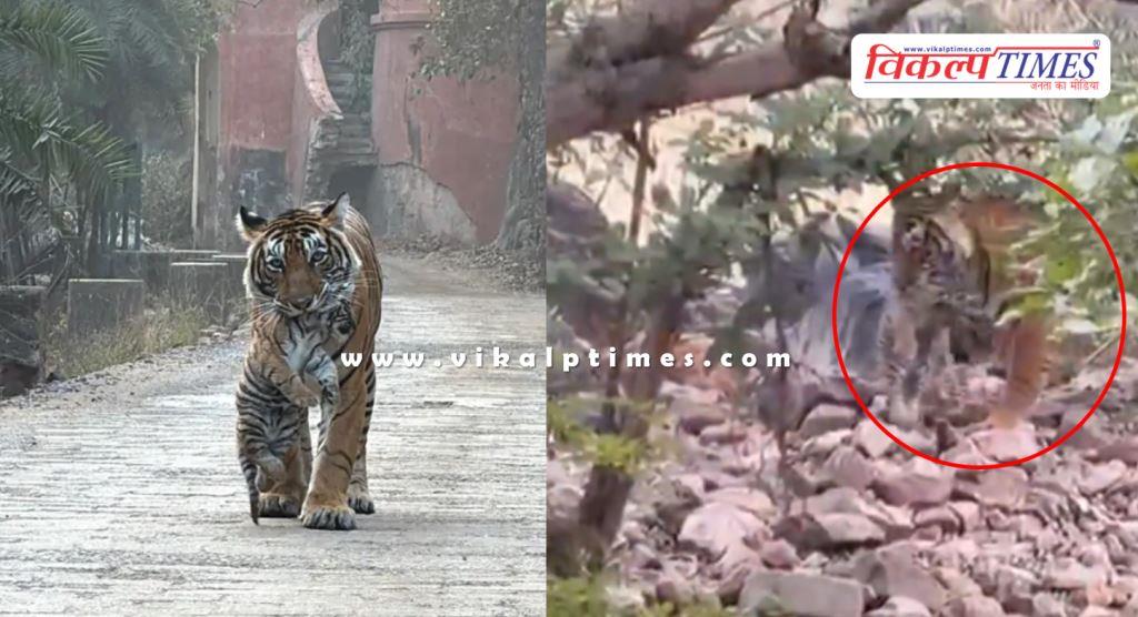 Gaumukhi area has become the favourite place of tigress T-107 Sultana in Ranthambore.