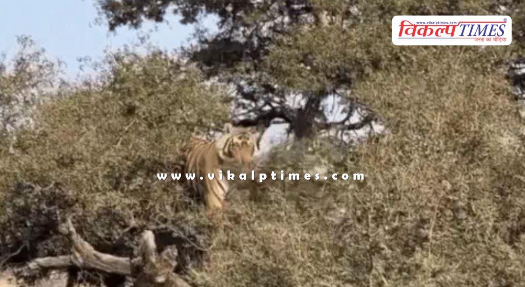 In Ranthambore, the cub of tigress Riddhi climbed a tree, thrilling tourists.