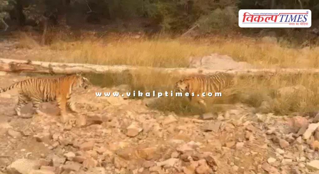 Roaring tigers and tigresses came near the tourist gypsy in ranthambore