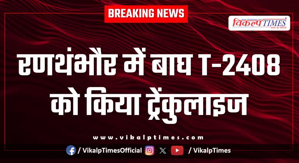Tiger T-2408 tranquilized in Ranthambore national park