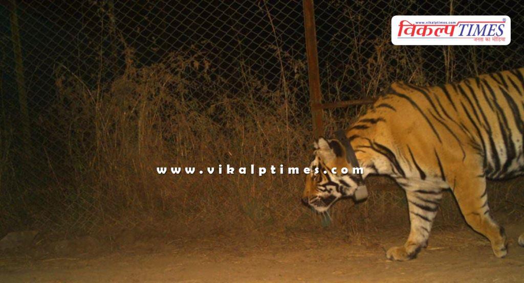Tiger brought from Ranthambore released in open forest in Mukundara Hills Tiger Reserve