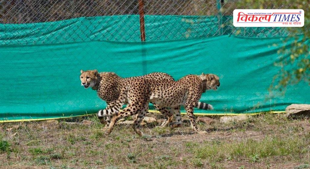 Nine new cheetahs arrive in Kuno national park from Botswana