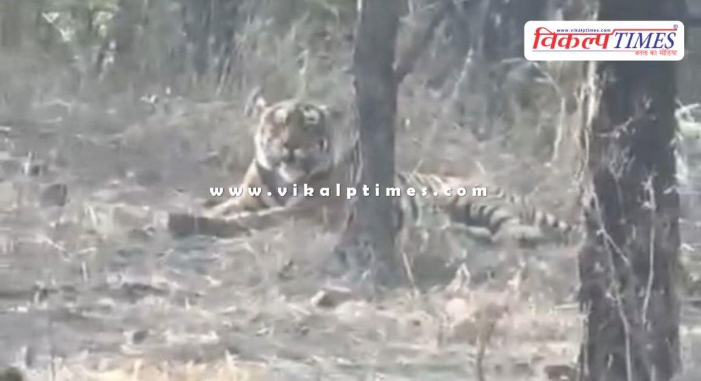 Tiger missing for nearly four months found in Kuno national park, home of cheetahs