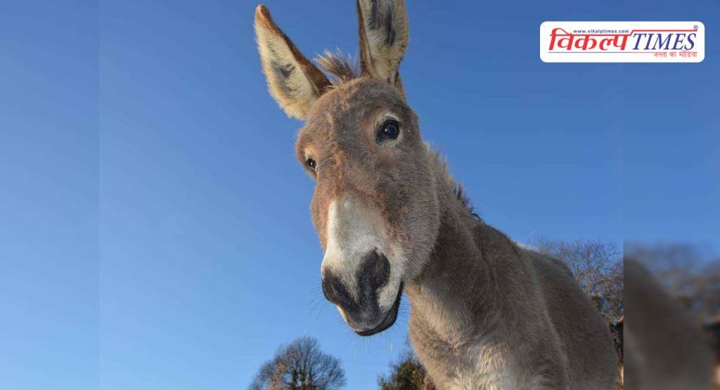 Government will give Rs 50 lakh for rearing donkeys