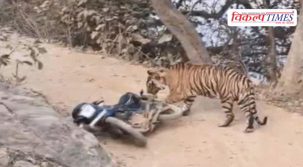 Tiger wreaks havoc in Ranthambore National Park Sawai Madhopur News