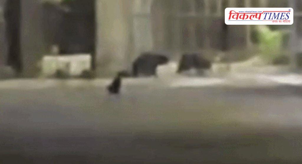 A herd of bears entered the Kota thermal plant