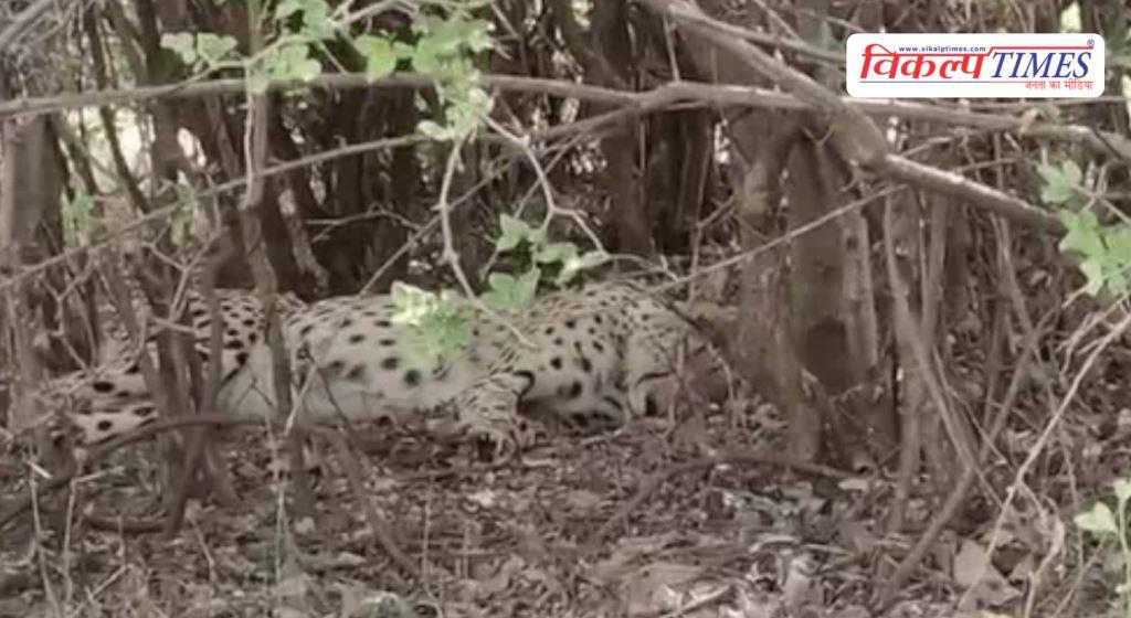 New ‘king’ of the jungle Cheetah KP-3 sets up camp in Shergarh Wildlife Sanctuary