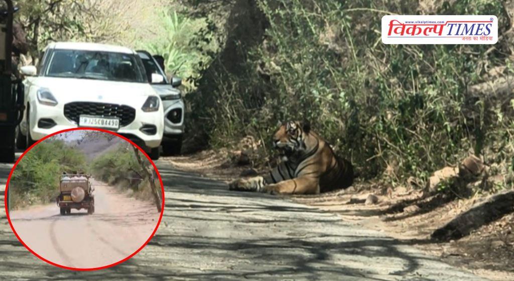 Tiger Movement on the Trinetra Ganesh Temple route in ranthambore Sawai Madhopur