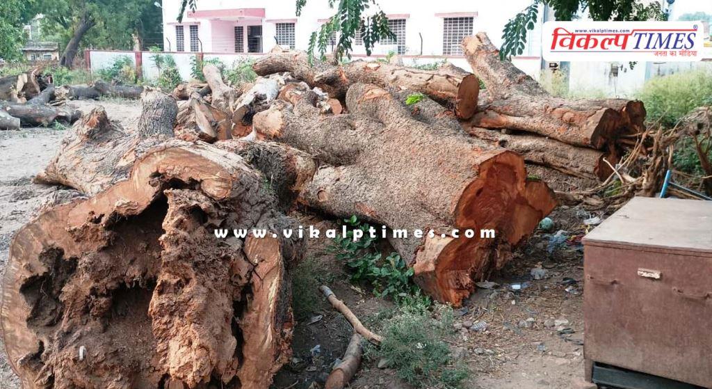 Indiscriminate tree felling in Sawai Madhopur, permission was for 29 trees but more than 70 were cut down.
