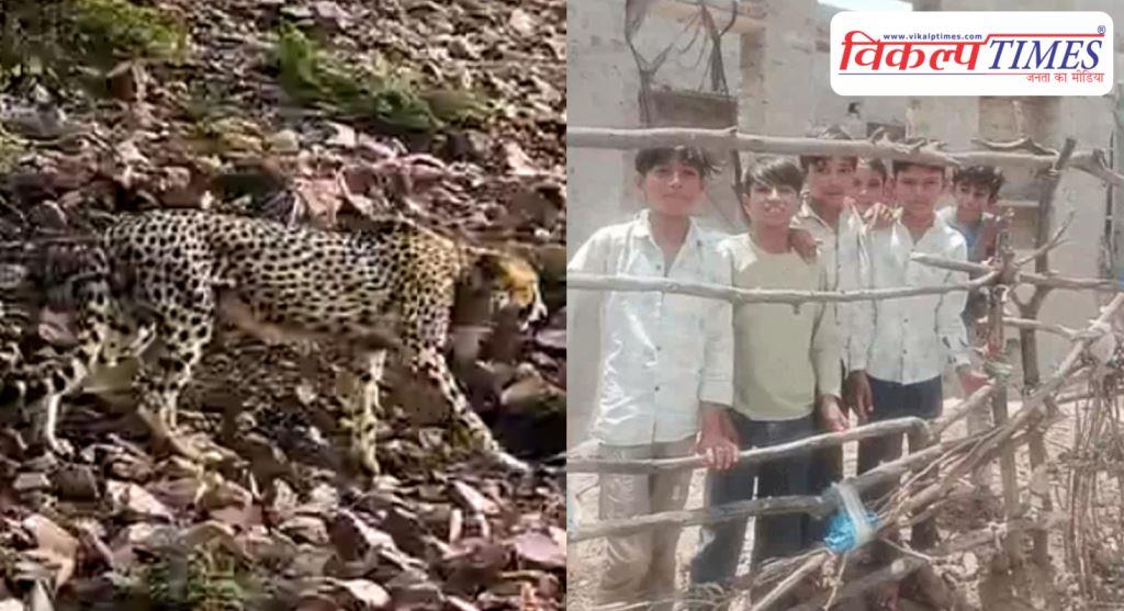 The leopard from MP has created panic in Sawai Madhopur