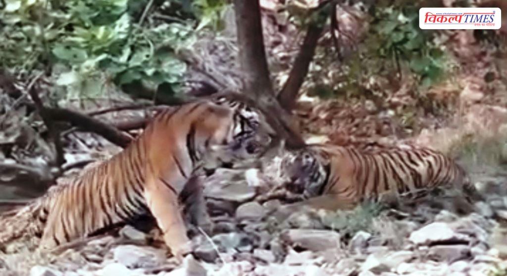 Two tigresses, including Mahi, go missing from Ranthambore