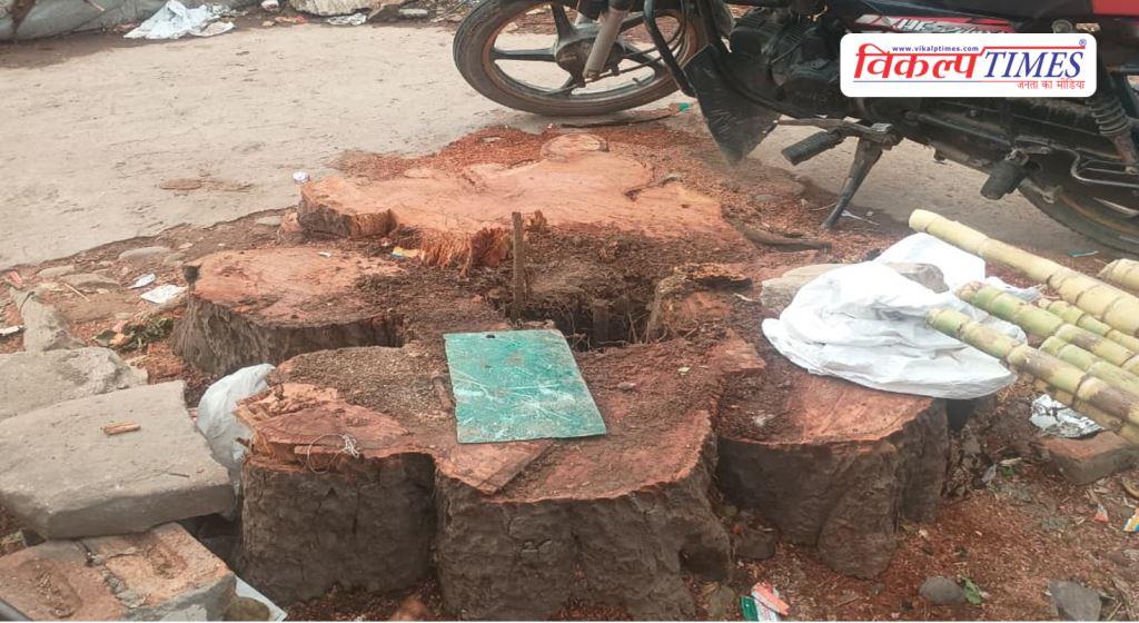 tree felling in Sawai Madhopur, anger among environmentalists